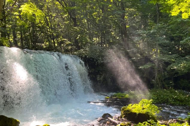 日の光が差し込む奥入瀬渓流の画像。