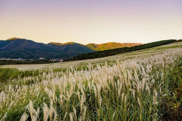 秋の箱根・仙石原に広がるススキ野原の雄大な景色の画像。リゾートバイトの勤務地周辺の絶景スポット。