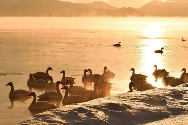 猪苗代湖に浮かぶ白鳥。夕暮れの様子。