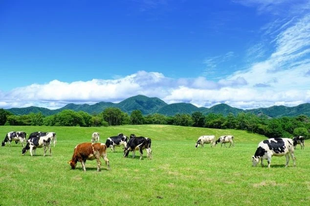 群馬県北軽井沢の浅間高原牧場の画像。