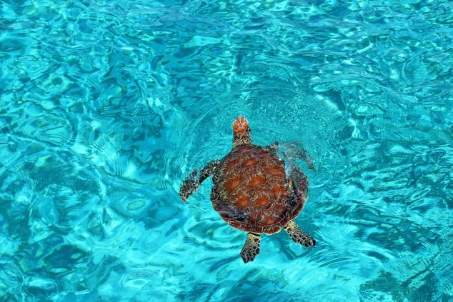 宮古島のリゾートバイト求人。美しい海とリゾート施設が映り、「まかない無料」「Wi-Fi完備個室寮」と書かれたイメージ画像。