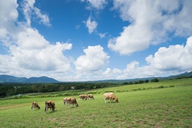 ワクトリスタッフが撮影した青空と白い雲の下、広々とした牧草地で草を食む牛たち。のどかな風景が広がる牧場でのリゾートバイト。酪農体験や、大自然の中でリフレッシュしながら働ける求人。