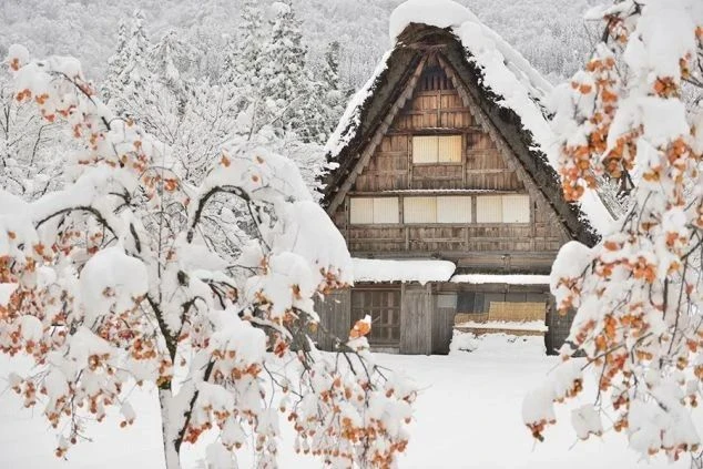 雪に覆われた柿の木の枝越しに見える、雪化粧をした白川郷の合掌造りの民家の画像。