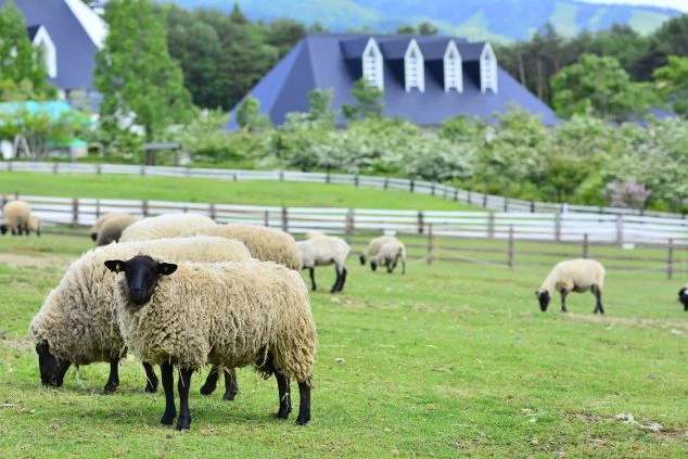 岐阜県・ひるがの高原・牧歌の里・施設画像・動物・羊