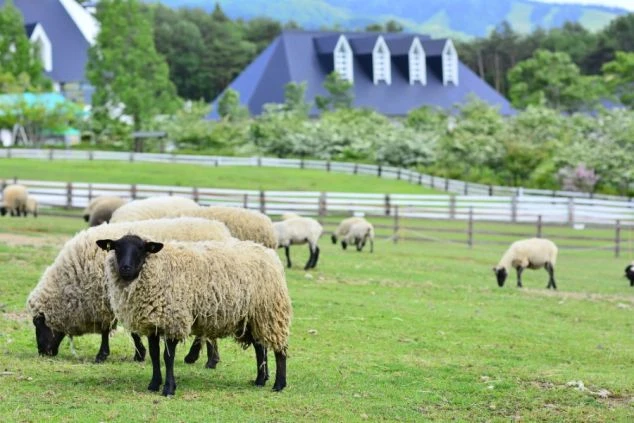 岐阜県・ひるがの高原・牧歌の里・施設画像・動物・羊