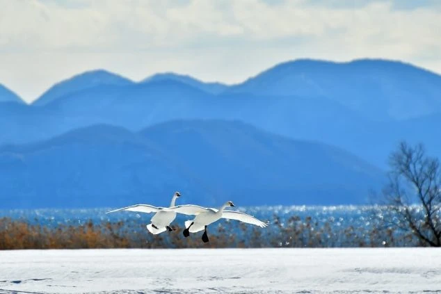 冬の猪苗代湖で飛翔する白鳥の画像。美しい自然を満喫できる福島県のリゾートバイトのイメージ。