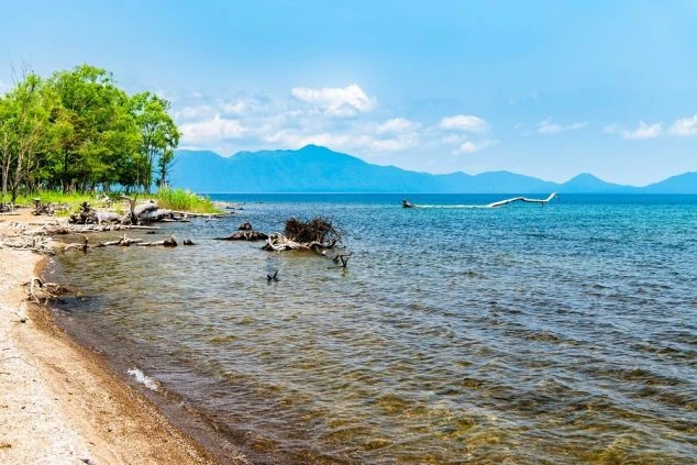 北海道の支笏湖の湖畔の画像。砂浜と穏やかな湖面が広がり、流木が点在している。奥には緑豊かな木々と山々が見え、リゾートバイトで訪れたい、手つかずの自然が残る美しい水辺の風景。