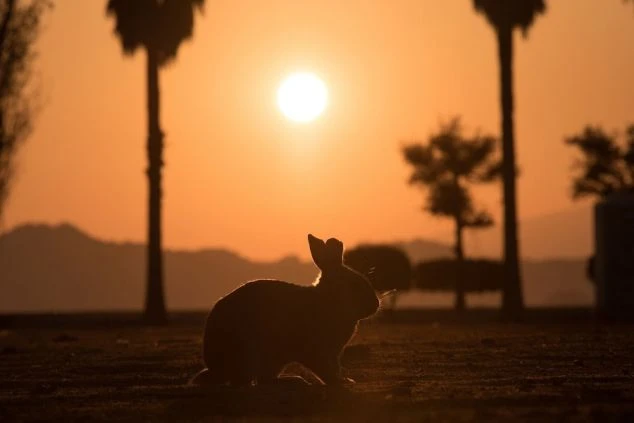 ヤシの木と夕日が美しい大久野島でのリゾートバイト。毎日、絶景と可愛いウサギの姿に癒やされる特別な環境。