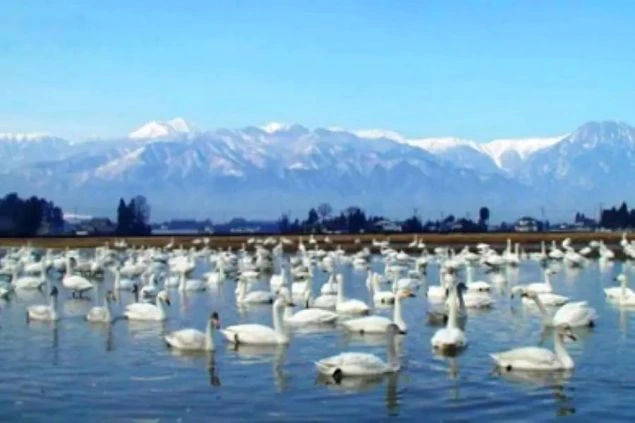 雪山を背景に、水辺に集まる白鳥の群れ。リゾートバイトで、自然豊かな観光地で働きながら、感動的な冬の絶景を体験。