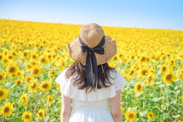 北海道の夏を象徴する、一面に広がるひまわり畑。リゾートバイトで滞在するからこそ見られる、感動的な景色です。