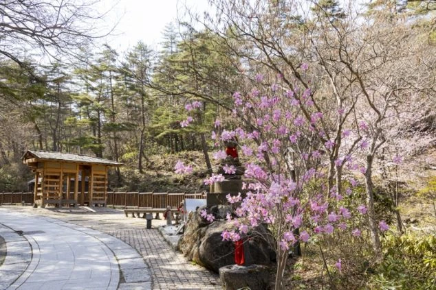 ライトアップされた群馬県草津温泉の湯滝（ゆだき）と温泉街の夜景の画像。