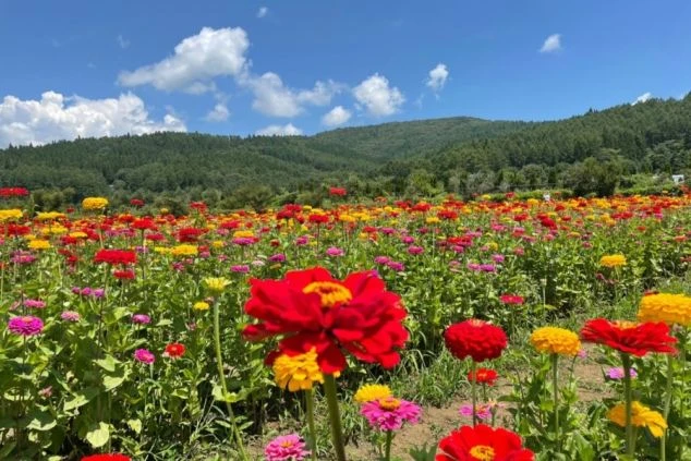 山梨県山中湖村にある「山中湖 花の都公園」の広大な花畑。百日草（ジニア）などの色鮮やかな花々と緑豊かな山々が広がる。