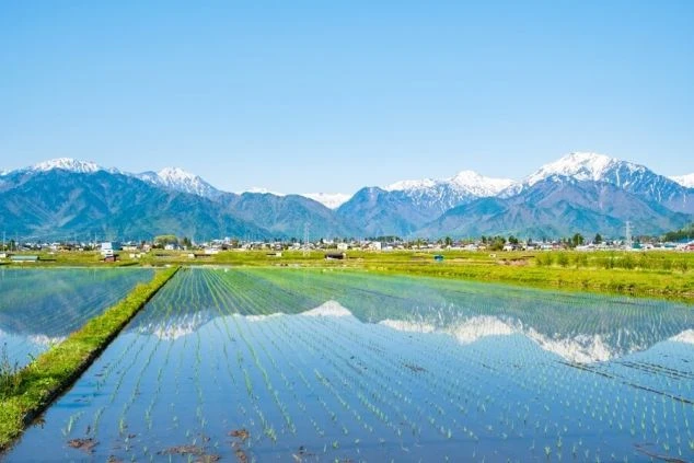 雪をかぶった雄大な山々を背景に広がる水田。水田の水面に、雪山と青空が鏡のように映り込んでいる、田植え直後の日本の里山の風景。