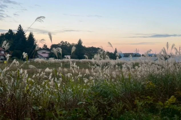 長野県大町市の「大町温泉郷」周辺に広がる、夕暮れ時の美しいススキ野原。立山黒部アルペンルートの玄関口で、豊かな自然に囲まれて働くリゾートバイトの生活環境イメージ。