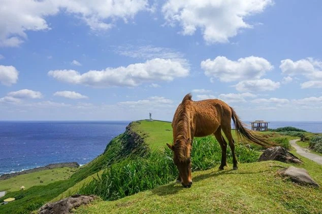 与那国島に生息する「与那国馬」の画像。海を背景に草を食べている。