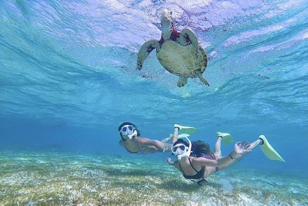 沖縄県の海中でシュノーケリングを楽しむ人物とウミガメの画像。