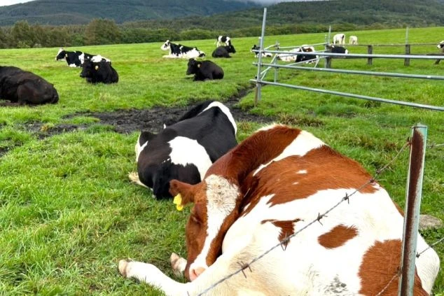 長野県の八ヶ岳や蓼科高原にある牧場で、のんびりと草を食べている牛たち。リゾートバイトで牧場や自然の中で働きたい方に魅力的な画像。