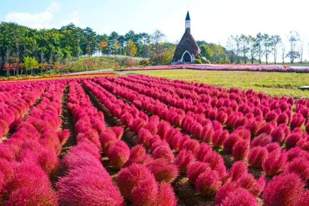 テーマパークや観光地の広大な花畑（赤いケイトウ畑）。リゾートバイトの周辺にある観光地。