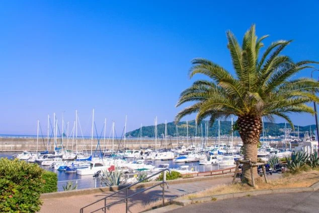  ヤシの木とヨットハーバーが並ぶ景色。リゾートバイトのオフには、南国リゾートのような雰囲気の中でのんびり過ごせます。