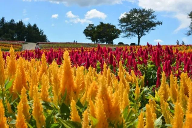 観光地の広大な花畑（ケイトウなど）。リゾートバイトの休日の観光スポット。