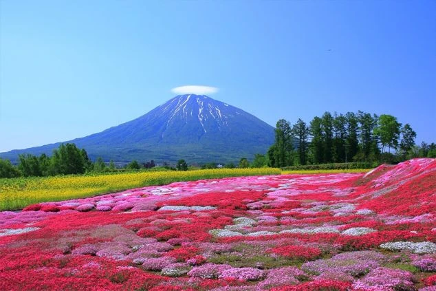 北海道ニセコに広がる、色鮮やかな芝桜の絨毯。遠くには残雪を抱く羊蹄山がそびえ、手前には黄色い菜の花畑も見える。春から初夏にかけてのリゾートバイトで訪れることのできる、息をのむほど美しい花畑の風景。