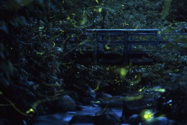 リゾートバイト先のホテル目の前にあるゲンジボタル公園で見られるホテルの画像。リゾートバイト中の休日や仕事終わりに訪れる場所の一例。