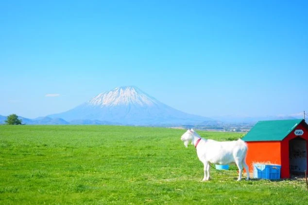 北海道ニセコエリアのリゾートバイトで出会える絶景。朝焼けに染まる羊蹄山と、その美しい姿を映し出す湖面。オフの日に自然を満喫できる最高のロケーションです。