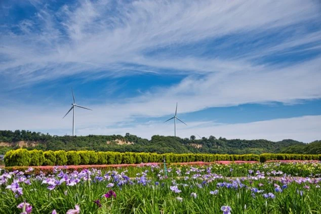 手前には紫やピンク、黄色の花菖蒲が咲き誇る広大な花畑が広がり、その奥には緑の丘と大きな風力発電の風車が2基そびえ立っている画像。空には白い筋状の雲が浮かぶ、福井県あわら温泉の北潟湖畔花菖蒲園