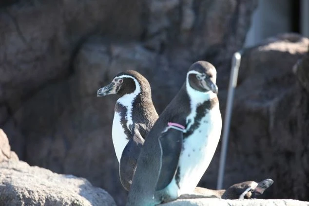 晴れた日の三重県の海沿いを走る電車の画像