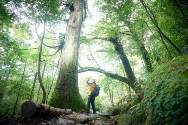 世界遺産・鹿児島県・屋久島の屋久杉に囲まれながらリゾートバイトスタッフの男性が屋久杉を見上げている様子の画像。