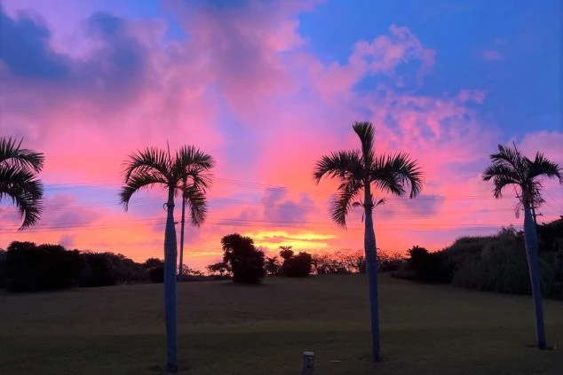 沖縄の美しいエメラルドグリーンの海とパームツリー、そして手前の赤いカクテル。リゾートバイトのオフには絶景を楽しみながらリフレッシュ。沖縄でのビーチリゾート求人を探している方へ。