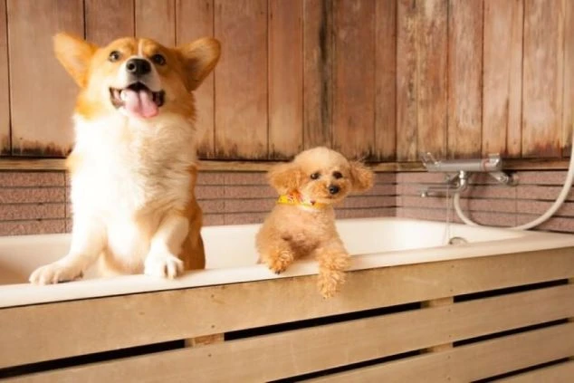 木目調の壁の浴室で、2匹の犬が浴槽の中や縁から顔を出している画像。大型犬と小型犬が可愛らしい表情をしており、ペットと一緒に宿泊できる施設で働くイメージ