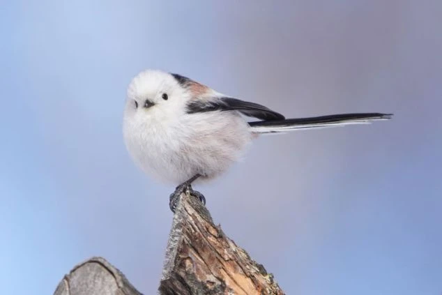 雪を思わせる白い羽毛と長い尾が特徴の、丸くて可愛らしいシマエナガ。木の枝にとまっている。