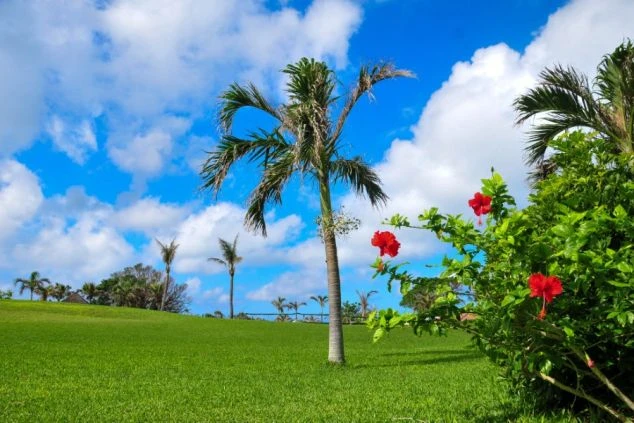  青い空と白い雲の下、青々とした芝生にヤシの木と赤いハイビスカスが咲き誇る宮古島の風景。南国ムードあふれる宮古島でのリゾートバイトで、開放的な環境で働けることを示す画像。
