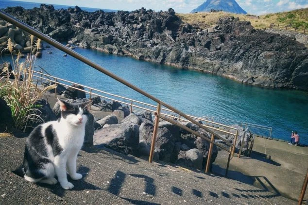 青い海と黒い溶岩石が広がる八丈島の海岸沿いに、白黒の猫が座っている。