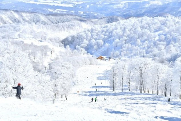 見渡す限り雪に覆われたスキー場。木々が白い花を咲かせたように見え、多くのスキーヤーやスノーボーダーが滑り降りている。