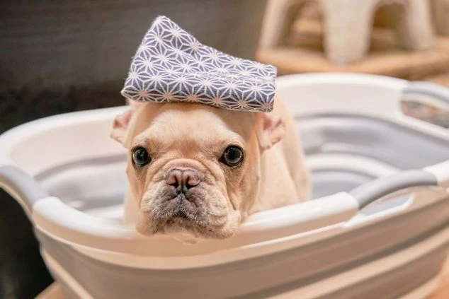 洗濯かごに入り、頭に手ぬぐいを乗せたフレンチブルドッグ。温泉を楽しんでいるようなコミカルな一枚。