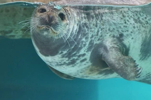 水中にいるアザラシが水面から顔を出し、カメラ目線で可愛らしい表情を見せている。城崎マリンワールドで見られる。