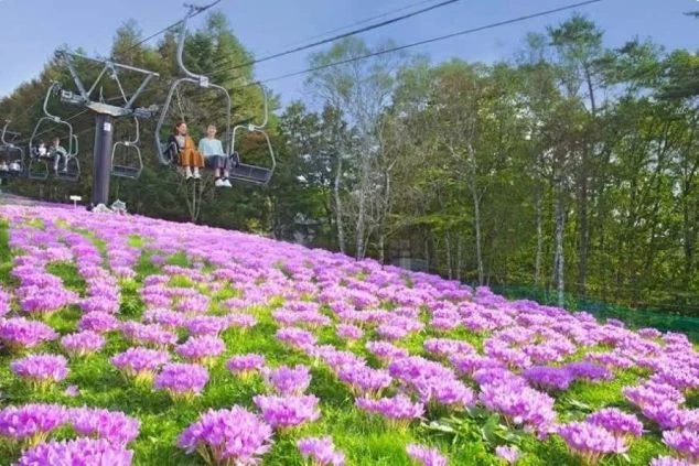ピンク色の花畑の上を、スキー場のリフトに乗った人々が通り過ぎる風景。リゾートバイトで、夏は花畑、冬はスキーを楽しめる高原リゾートでの仕事に興味がある方に魅力的な画像。