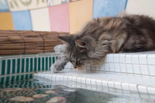 プールの縁に顔を乗せて水を眺める猫が映るイメージ画像。リゾートバイトの休日を満喫。