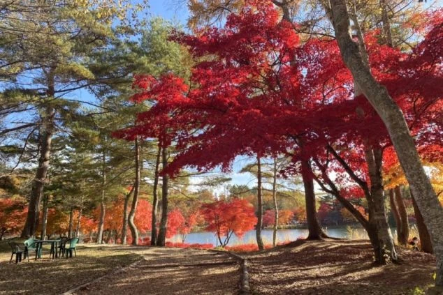 紅葉が美しい白樺湖畔の風景。赤いもみじの木や湖が見え、秋のリゾートバイトで日本の四季を感じたい方に魅力的な画像。