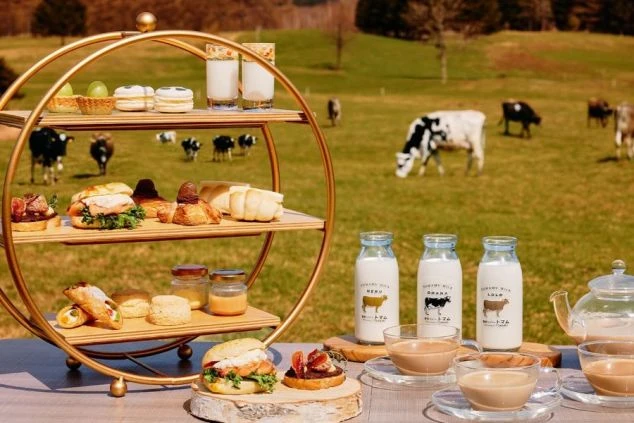 牧草地で牛たちが草を食べているのを背景に、アフタヌーンティーを楽しむ人々が写った画像。北海道トマムの牧場で優雅な時間を過ごせるイメージ。