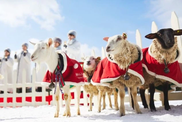 雪原に立つクリスマス衣装の羊やヤギたち。リゾートバイトで冬のイベント業務に携わるイメージ。