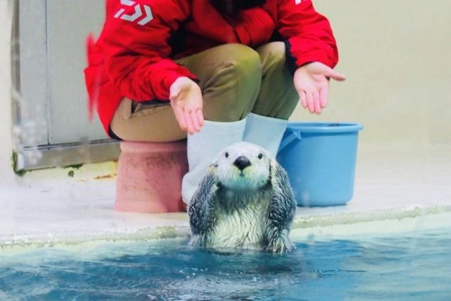 大規模な旅館またはホテルのエントランス。大きな庇の下にガラスの自動ドアがあり、旅館の名前が書かれた看板や案内が見える。建物の側壁には立派な松の木が植えられている。