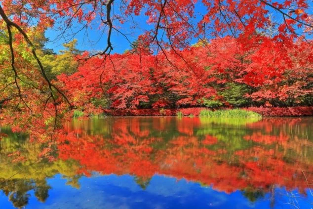 紅葉が水面に映る軽井沢の雲場池の画像。