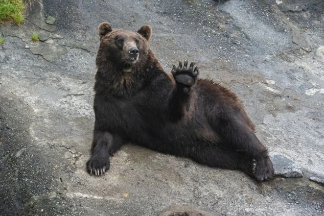 海に面したホテルにある木製のサウナ室の画像。窓から海が見え、リゾートバイトの仕事終わりにリラックスできる魅力。
