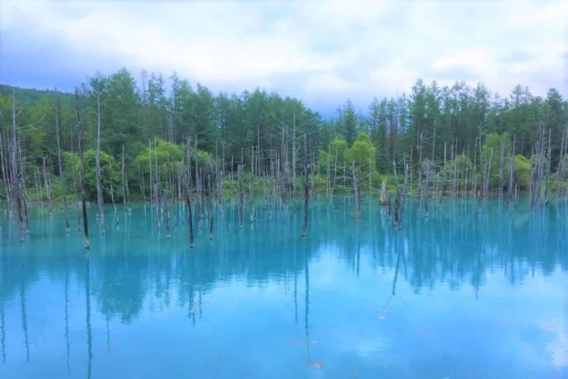 北海道美瑛町の青い池。水面には木々が立ち並び、水は神秘的な青色をしている。