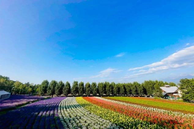 晴れた青空の下、虹色に咲く花畑。ラベンダーや黄色、赤色の花が植えられている。