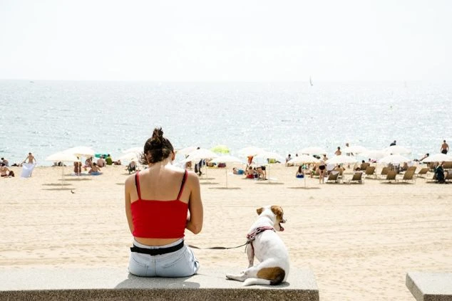 晴れた日の広々とした砂浜のビーチで、一人の女性が愛犬と一緒に海を眺めている後ろ姿。