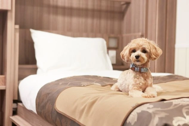 リゾートバイトの寮のイメージ画像。ベッドの上に座る小型犬の様子。ペット同伴可能なリゾートバイト先での生活。